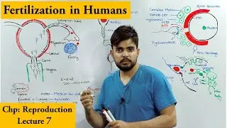 How Fertilization Occurs in Humans | Sperm-ovum interaction |