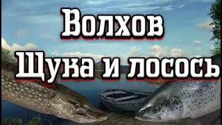 РР4 | Щука и лосось ладожский | Волхов