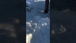 Кормим птиц в лесу зимой.
