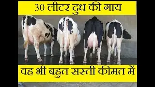 30 लीटर की HF गाय | वह भी बहुत कम कीमत में | बिक्री के लिए उपलब्ध | SHRI KANHA DAIRY FARM KARNAL |