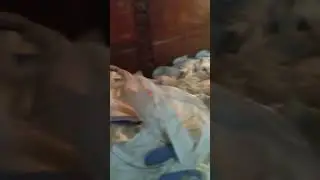 каолин белая глина