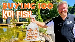 Rehoming 100 Baby Koi Fish Into Our Pond at Aqua Haven!