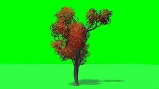 tree japanese maple fall with shadow on green screen