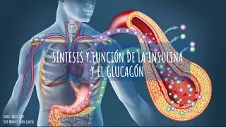 Insulina y Glucagón