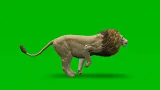 Lion running animation on green screen || शेर ग्रीन स्क्रीन || Lion 🦁 Green Screen