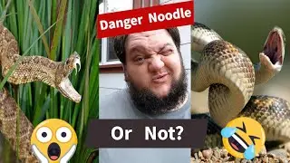 Danger Noodle or Not-So-Danger Noodle?
