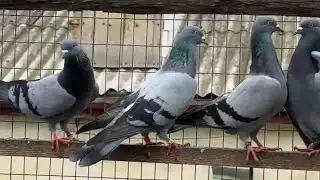 Сизая зажигает на посадке! 