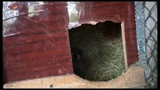 Новые жители в нашем хозяйстве?!
