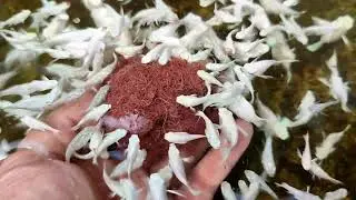 Hand Feeding platinum king ballon molly fish PKBM