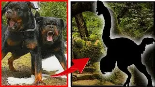 Essa ave pode vencer um Rottweiler com um único golpe