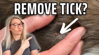How to Remove a Tick From Your Dog (Without Making It Worse)
