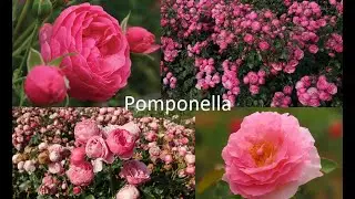 Cum se ingrijesc trandafirii Pomponella (trandafirii zanelor) #ingrijireaflorilor
