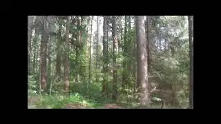 Сказки летнего неба