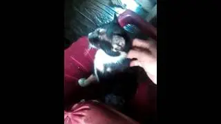 Kucing saya Doyan di Urut