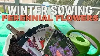 Winter Sowing Perennial Flowers (Delphinium, Milkweed, Poppies, Foxgloves, Feverfew and more)
