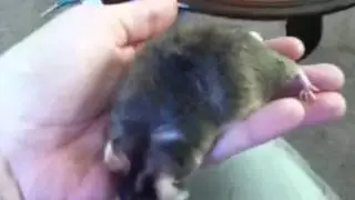 World's fattest mouse