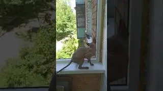 Сфинкс Охотится за Голубем