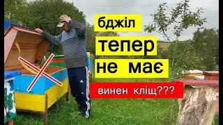 В загибелі бджолиних сімей винен кліщ???