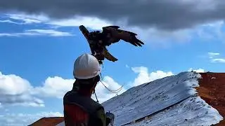 Na visão de um gavião 🦅
