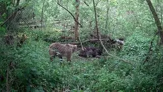 Fotopasca TETRAO S68 36 Mpx 940 nm - 2K video / Medvede hodujúce na uhynutom diviakovi