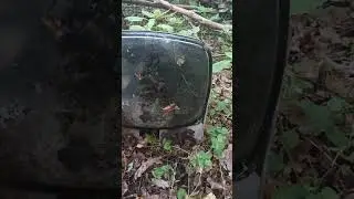 телевизор в лесу