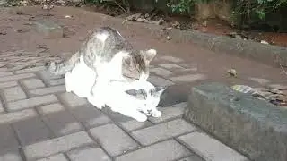 Kucing putih bertemu di taman