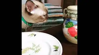 😱Кот украл блины.🤦‍♀️ Американская Бурма