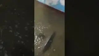 Fishes came in houses after heavy rains in Hyderabad, Telangana