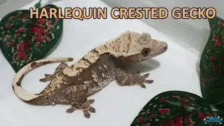 SEKILAS MORPH 101 - Harlequin Crested Gecko