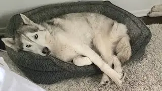 Does Your Husky Sleep Like This? #Shorts