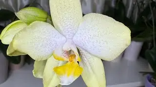 Я поливаю себе орхидеи 🌼 А тут такое!!! 😲