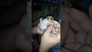Hamster disuapin