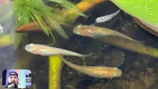 MINI DIY PATIO POND TOUR FROM JAPAN: Japanese Medaka Rice Fish Setup 2021