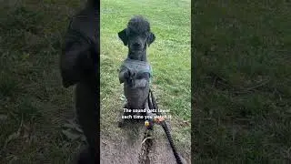 That’s insane 😭 #funny #memes #dog #poodle #pets #animals #goldenretriever #woof #puppy #fyp #cute