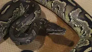 Adult Super Angry Ball Hybrid! ( Angolan python x Ball python x Sumatran short tail python cross )