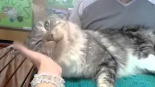 Mainský mývalí kocourek