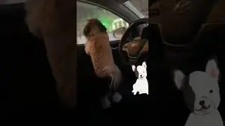 СОБАЧКА ЖДЕТ ХОЗЯЙКУ😍СО ЗВУКОМ!