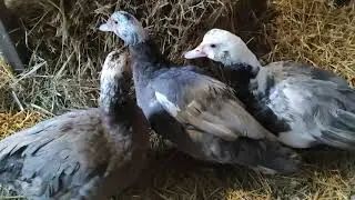 Muscovy ducks. Should the drake be separated from the hens when the ducks are incubating eggs? Du...