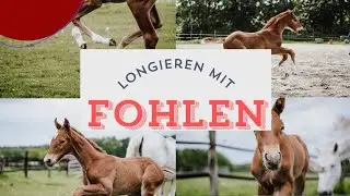 Vinni gibt Gas - Longieren mit Fohlen 🐎