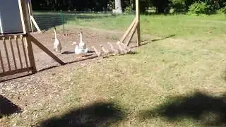 2 geese and 5 goslings