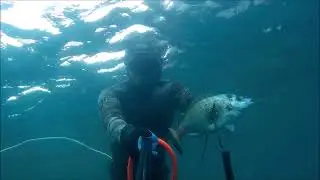 #подводнаяохотакрым# Морская подводная охота.  Часть 2.  Зубарь.