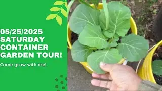 Saturday Container Garden Tour/Update!