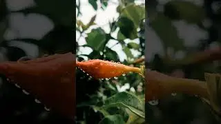 #mobilephotography #shortvideo #youtubeshorts #creativephotography