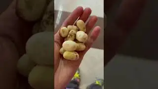 Яичница из змеиных яиц))) сколько готовить!)))