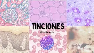 Tinciones en Histología - its.histology