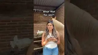 Cc no le haces caso a tu patrón 😂 #comédia #caballos #horsingaround #horselife #comedyskits