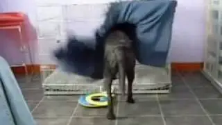Dog Tucks Himself Into Bed *ORIGINAL VIDEO*