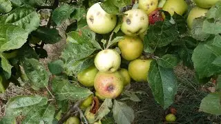 Le pommier sauvage, un arbre des bois