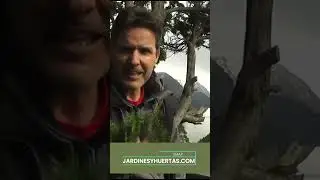 Ciprés de la Patagonia #patagoniaargentina