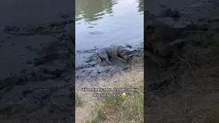 Лабрадор в болоте